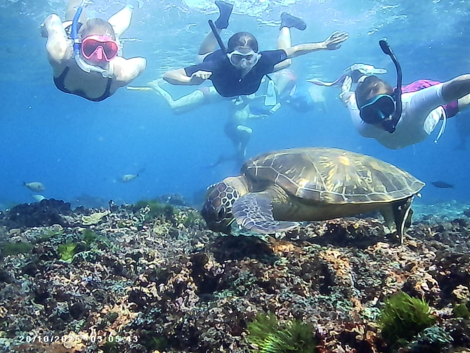 Snorkeling Tour
