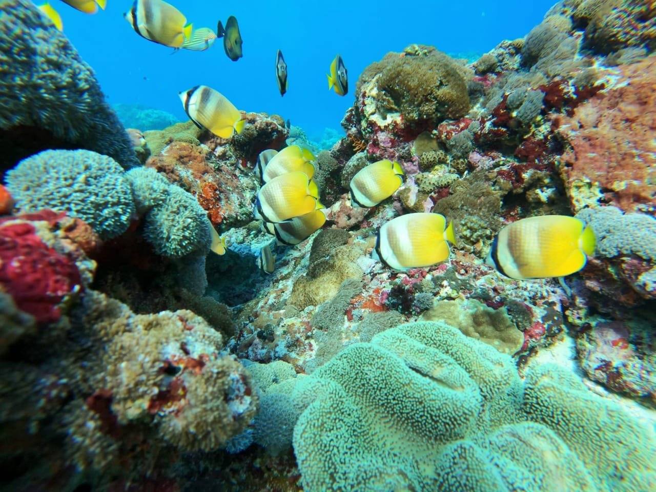 Snorkeling Tour